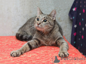 Foto №2 zu Ankündigung № 155411 zu verkaufen  - einkaufen Russische Föderation quotient 	ankündigung