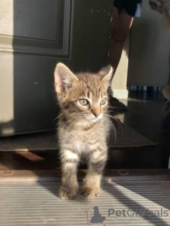 Foto №4. Ich werde verkaufen schottische faltohrkatze in der Stadt Georgia.  - preis - Frei