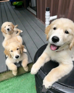 Foto №1. golden retriever - zum Verkauf in der Stadt Quedlinburg | 400€ | Ankündigung № 120383