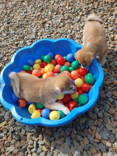 Foto №2 zu Ankündigung № 167372 zu verkaufen akita - einkaufen Finnland quotient 	ankündigung