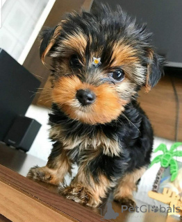 Foto №3. Ich habe diese Woche nur wenige Monate zuvor mit der Lieferung begonnen. Упркос. Montenegro