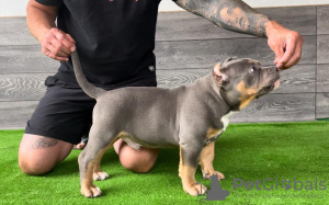 Zusätzliche Fotos: American Bully Pocket Welpen