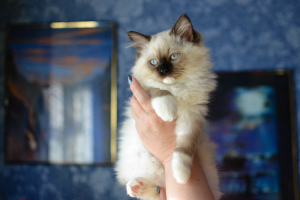 Foto №4. Ich werde verkaufen ragdoll-katze in der Stadt Irkutsk. vom kindergarten - preis - 558€