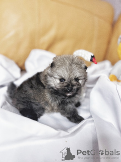 Foto №2 zu Ankündigung № 72682 zu verkaufen pommersche spitz - einkaufen Russische Föderation vom kindergarten