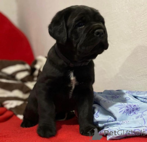 Foto №2 zu Ankündigung № 155090 zu verkaufen cane corso italiano - einkaufen Deutschland züchter