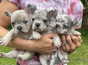 Foto №1. französische bulldogge - zum Verkauf in der Stadt Sydney | Frei | Ankündigung № 82173