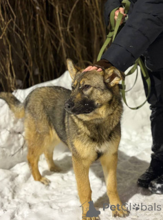 Foto №2 zu Ankündigung № 165691 zu verkaufen  - einkaufen Russische Föderation quotient 	ankündigung