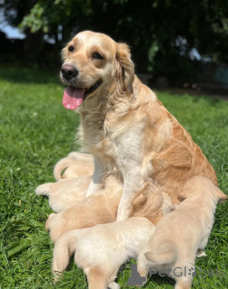 Foto №1. golden retriever - zum Verkauf in der Stadt Špindlerův mlýn | 610€ | Ankündigung № 148576