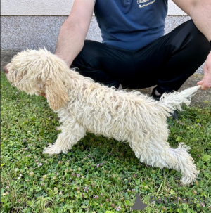 Foto №2 zu Ankündigung № 140534 zu verkaufen lagotto romagnolo - einkaufen Serbien 