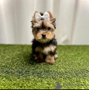 Foto №2 zu Ankündigung № 110528 zu verkaufen yorkshire terrier - einkaufen USA quotient 	ankündigung, züchter