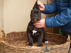 Zusätzliche Fotos: Cane Corso Welpen zu verkaufen