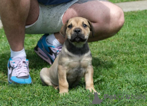 Zusätzliche Fotos: Südafrikanische Boerboel-Mastiff-Welpen