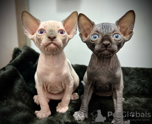Foto №1. sphynx-katze - zum Verkauf in der Stadt Rom | verhandelt | Ankündigung № 133538