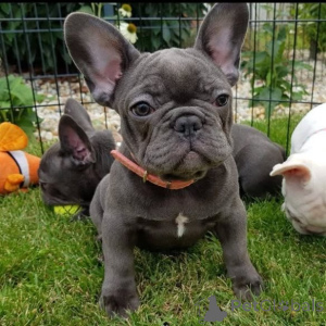 Foto №1. französische bulldogge - zum Verkauf in der Stadt Alpbach | verhandelt | Ankündigung № 165617