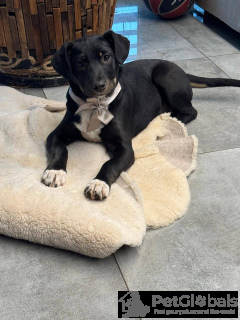 Foto №2 zu Ankündigung № 134406 zu verkaufen mischlingshund - einkaufen Russische Föderation 