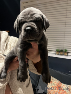 Foto №1. cane corso italiano - zum Verkauf in der Stadt Feldkircch | verhandelt | Ankündigung № 170069