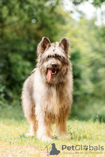 Foto №4. Ich werde verkaufen mischlingshund in der Stadt Москва. quotient 	ankündigung - preis - Frei