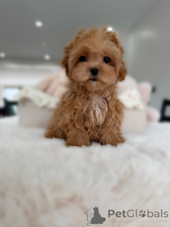 Foto №3. Liebevolle Maltipoo-Welpen suchen ein Zuhause für immer. Deutschland