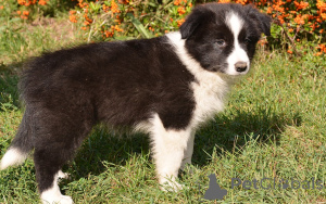 Foto №3. Der Kauf eines Border Collie-Welpen. Niederlande