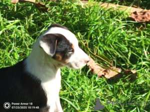 Foto №3. Border-Collie-Welpe. Deutschland