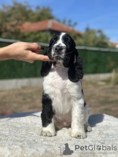 Foto №3. Englischer Springer Spaniel mit FCI-Stammbaum. Bulgarien