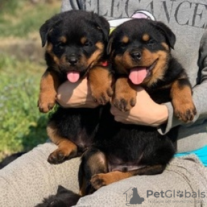 Foto №1. rottweiler - zum Verkauf in der Stadt Антверпен | 300€ | Ankündigung № 125209