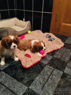 Foto №1. cavalier king charles spaniel - zum Verkauf in der Stadt Zvornik | 600€ | Ankündigung № 85912