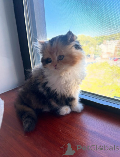 Foto №1. perserkatze - zum Verkauf in der Stadt Leipzig | verhandelt | Ankündigung № 165341