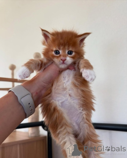 Foto №1. maine-coon-katze - zum Verkauf in der Stadt München | 300€ | Ankündigung № 150583