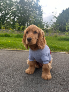 Foto №1. english cocker spaniel - zum Verkauf in der Stadt Ansubrg | 600€ | Ankündigung № 169613