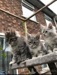 Foto №3. Maine-Coon-Kätzchen. Dänemark