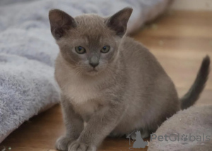 Foto №1. burma-katze - zum Verkauf in der Stadt Hofheim Am Taunus | 350€ | Ankündigung № 178032