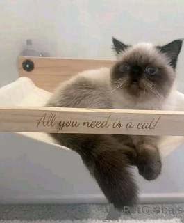 Foto №3. Himalaya-Kaubchen zur Adoption. Deutschland