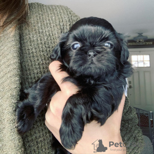 Foto №3. SHIH TZU WELPEN ZU VERKAUFEN. USA