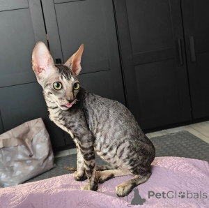 Foto №1. cornish rex - zum Verkauf in der Stadt Bornheim | 350€ | Ankündigung № 173916