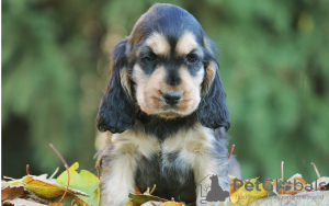 Foto №1. english cocker spaniel - zum Verkauf in der Stadt Berlin | 260€ | Ankündigung № 101236