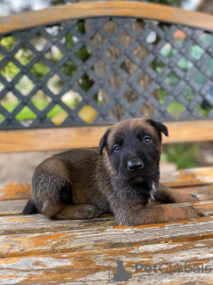 Zusätzliche Fotos: Belgische Schäferhundwelpen