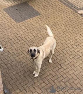 Foto №1. alaskischer kli-kai - zum Verkauf in der Stadt Limbaži | verhandelt | Ankündigung № 160014