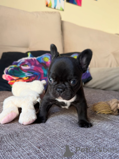 Foto №3. Seltene und atemberaubende Französische Bulldoggen-Welpen. Begrenzte. Tschechische Republik