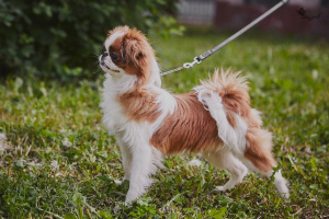 Foto №3. Japanisch hin, männlich. Russische Föderation