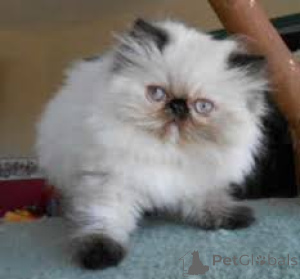 Foto №2 zu Ankündigung № 164077 zu verkaufen himalayan cat - einkaufen Finnland quotient 	ankündigung, züchter