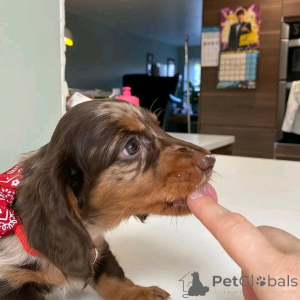 Foto №3. Mini-Dackelwelpen zum Adoption. Deutschland