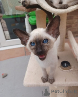 Foto №1. siamkatze - zum Verkauf in der Stadt Bremen | verhandelt | Ankündigung № 154286