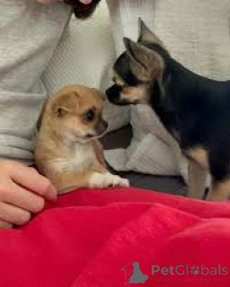 Foto №2 zu Ankündigung № 165490 zu verkaufen chihuahua - einkaufen Österreich quotient 	ankündigung, züchter
