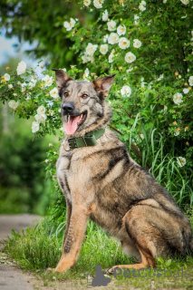Foto №3. Das junge Lied Sparka sucht nach einer Familie.. Russische Föderation