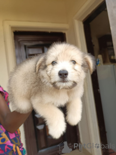 Foto №2 zu Ankündigung № 172950 zu verkaufen lhasa apso - einkaufen Ecuador quotient 	ankündigung