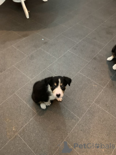 Foto №3. Dreiifarbige Border Collies. Deutschland