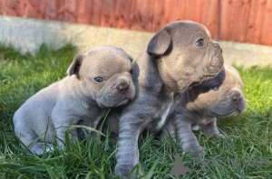 Foto №1. american pit bull terrier - zum Verkauf in der Stadt Zürich | 600€ | Ankündigung № 142817