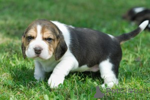 Foto №1. beagle - zum Verkauf in der Stadt Roosendaal | verhandelt | Ankündigung № 172338