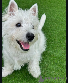 Foto №4. Ich werde verkaufen west highland white terrier in der Stadt Brighton und Hove. züchter - preis - 584€